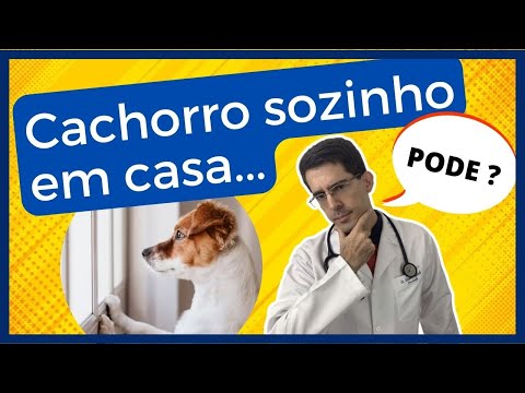 Vídeo: Quanto tempo você pode deixar um cão sozinho?