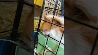 Does your guinea pig do this?