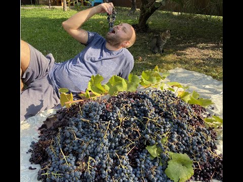 Вино из кизила в домашних условиях без дрожжей