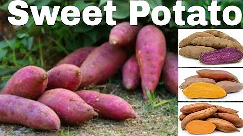BEST VARIETIES OF SWEET POTATO AROUND THE WORLD- ORIGIN | SWEET POTATO