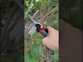 Garden Shears Sharp Cutter Pruners Scissor Heavy Duty Gardening Cutting Tool SKU: 479 #oblivion