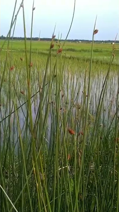 Rumput Yang Bergoyang