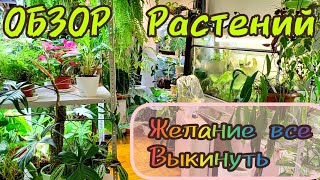 Обзор растений /новинок / Мой псих или как я чуть все не выкинул?