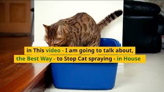 ✅ The Best Way to Stop Cat spraying in House