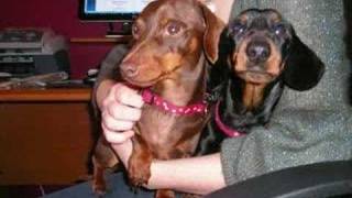 Pets Torn Apart In Savage Attack By Stray Dog