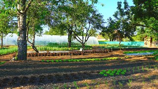 How to Design An Effective Homestead Garden