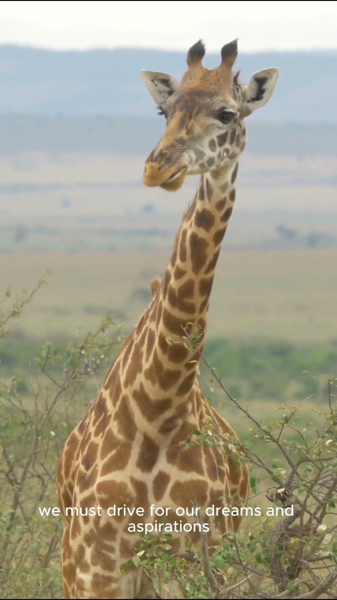 Life Lessons from Giraffes   Part 5 #shorts  #lifelessons #wisdom #growth #patience #perspective