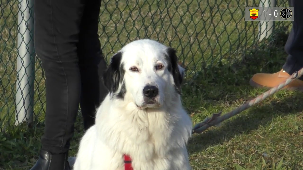 Promozione Girone C Gambassi-C.S.Lebowski 2-0 camera iphone 8 plus apk