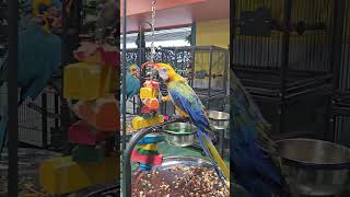 Exotic birds