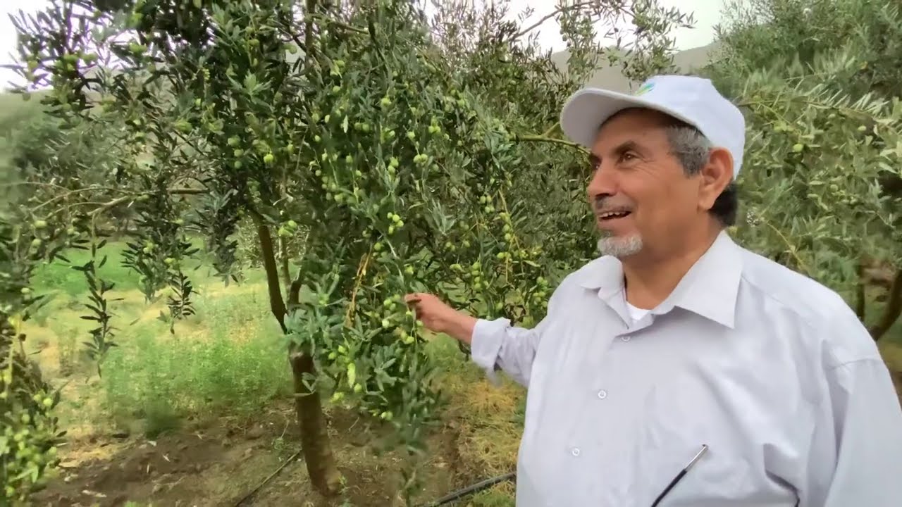 مزرعة حسن بن قواش العضوية