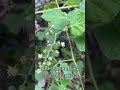 #高粱泡(Rubus lambertianus),别名冬菠,英语名Lambert's Raspberry,属蔷薇科悬钩子属。其名源于圆锥果序酷似高粱穗。根具祛风活血之效。 #植物科普 #中草药