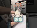 食後苦しそうにしている4ヶ月マンチカンが動物病院にやってきた！