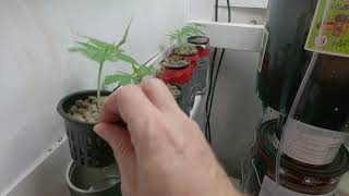 TK Billington's Grow Lab Timelapse July 22 to 29, 2021
