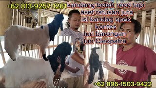 Kambing etawawedos misteri isi kandang reod tapi isi kandag spek kontes luri barongan luri Cleopatra
