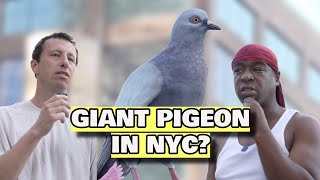 Giant Pigeon In Nyc?