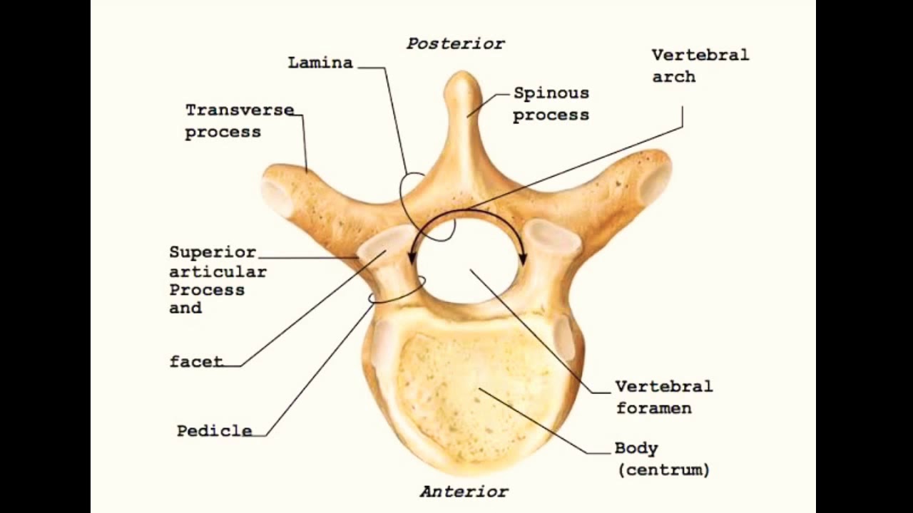 Superior view перевод. Грудной позвонок – vertebra thoracica. Typical vertebrae. Typical cervical vertebrae. Typical Thoracic vertebrae.