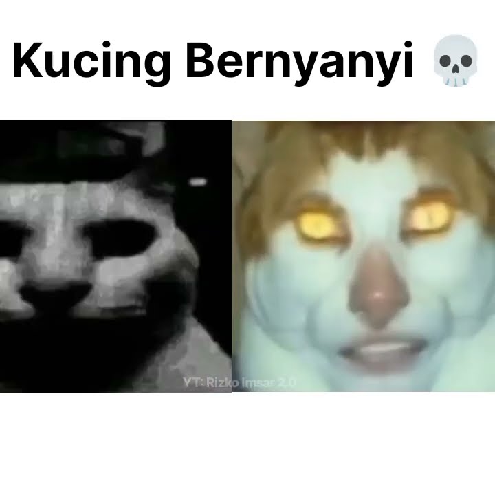 Kucing Bernyanyi, Tapi...💀 #shorts #meme