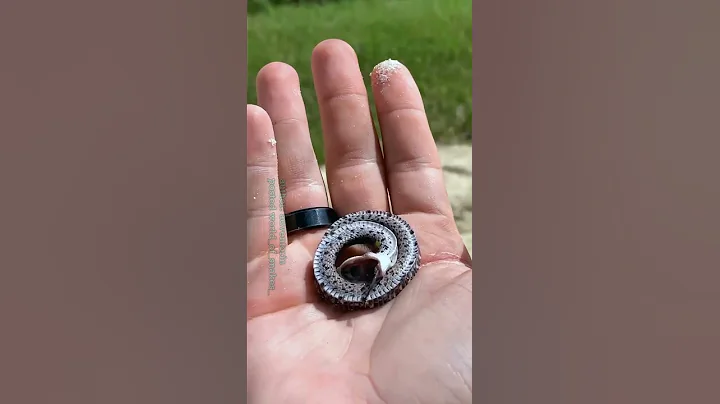 Hognose playing dead#_SNAKE🐍🐍🐍