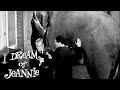 I Dream of Jeannie | What's An Elephant Doing In Tony's Bedroom? | Classic TV Rewind
