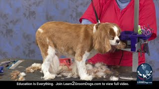 How To Do an Easy Maintenance Trim on a Pet Cavalier Spaniel (FREE PREVIEW)