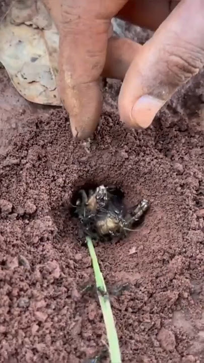 The Bizarre Bug-Catching Trick You’ve Never Seen!