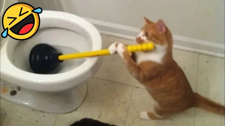 Video 7041101: cat pets cutecat funny, collective animals funny