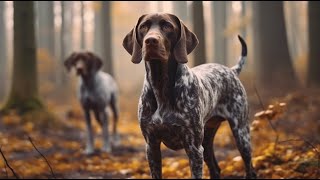German Shorthaired Pointer Tips for Managing Fearful Behavior
