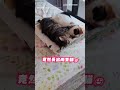 【融化了】主人摺棉被秒被霸佔 兩貓攬牢牢瞇眼超萌｜寵物｜貓咪｜睡覺｜棉被｜相親相愛｜攬牢牢