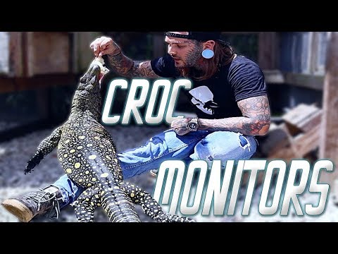 tattoos snack Hand feeding HUGE Crocodile Monitors and a 21ft Python!!!