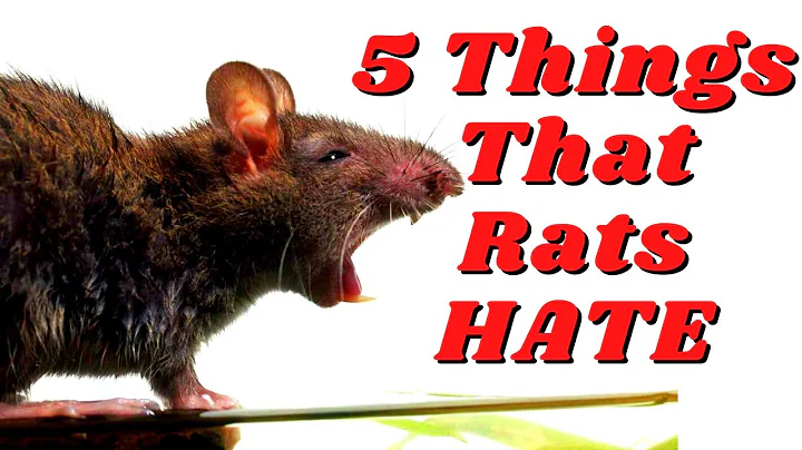 5 Surprising Things Rats Can't Stand