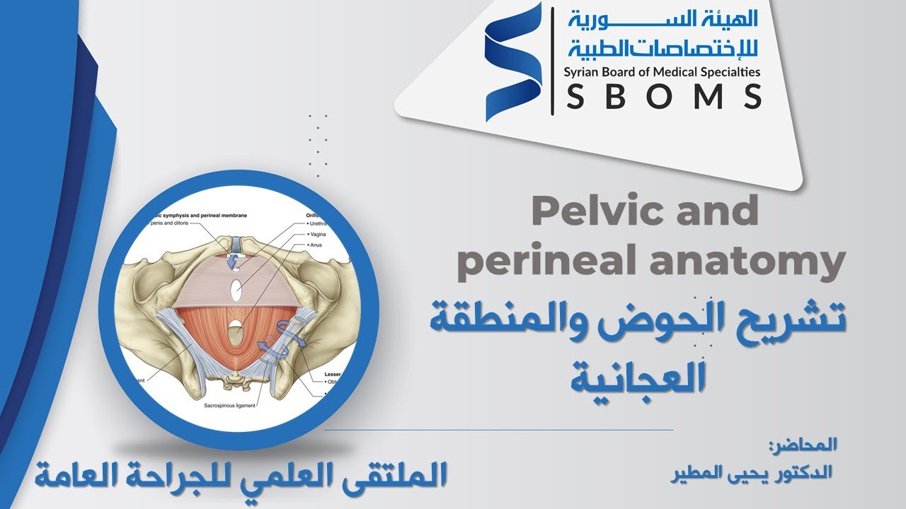 تشريح الحوض والمنطقة العجانية-- Pelvic and perineal anatomy - YouTube