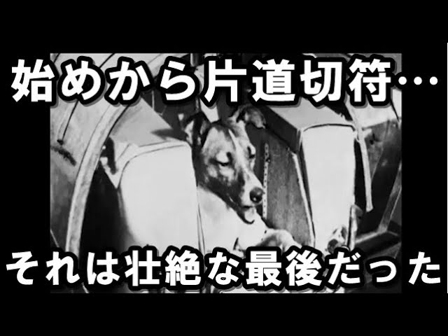 初めて宇宙に行った犬 ライカの悲惨な運命 Youtube 初めて宇宙に行った犬 ライカの悲惨な運命 Youtube