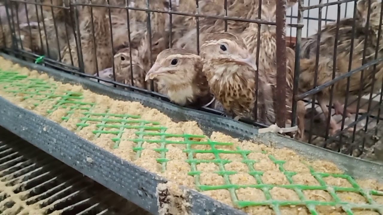 QUAIL FARMING