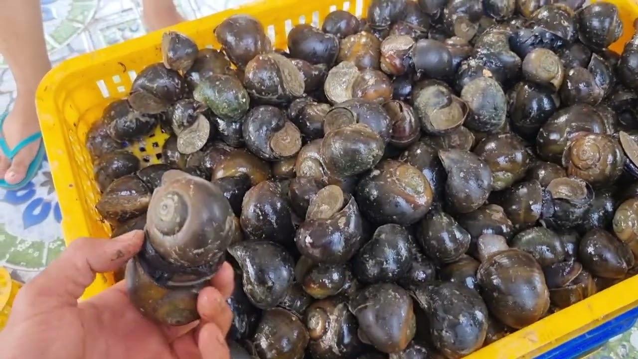 Đầu ra con ốc lác Thái năm 2024 bấp bên quá cả nhà ơi !