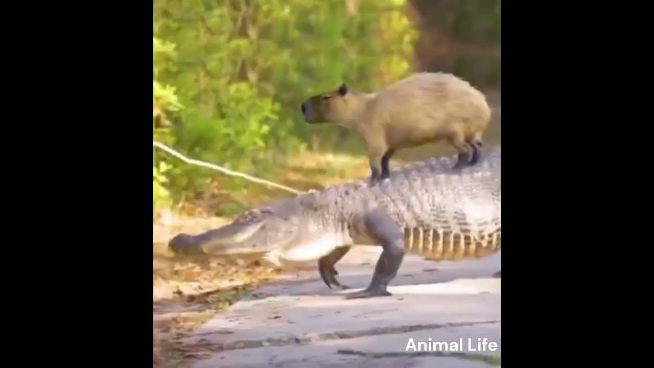 Capybara riding a crocodile 😎😎😂😂 - YouTube