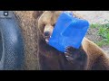 Непослушная канистра довела медведя🐻😡