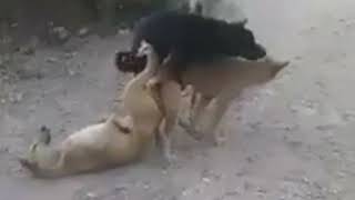 Animal live dog sex