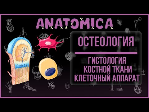 Гистология костной ткани / Клетки костной ткани / Остеология