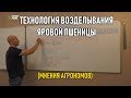 Технология возделывания яровой пшеницы