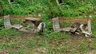 Cat trap.How to catch a Cat?#PART 1