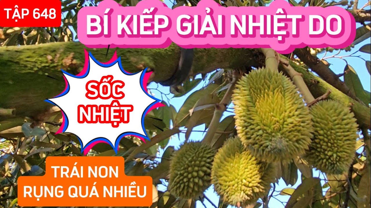 TẬP 648 BÍ KIẾP GIẢI NHIỆT DO SỐC NHIỆT TRÁI NON RỤNG QUÁ NHIỀU