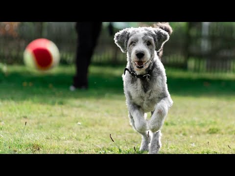 Mastering Dog Play: Essential Tips