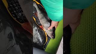 Трофейный окунь. #рыбалка . #fishing