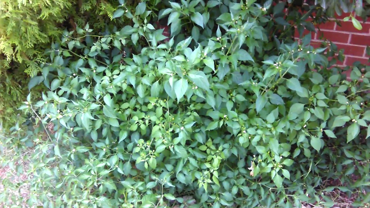 chiltepin plant starting to produce