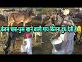 Kankrej Cow Milking केवल घास फुस खाने वाली देशी गाय ने कितना दूध दिया। Kankrej desi cows
