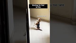 Doodle waiting for his dad  #shorts #youtubeshorts #dog #beagle #doodlethebeagle #dad #cute