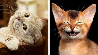 11 злых пород кошек, которые всё ещё Мимими