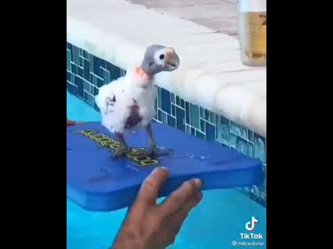 ❤️cute aww sick parrot 🤒😍😍@LETS ANIMALS 😍viral video💖Animals Compilation #Shorts