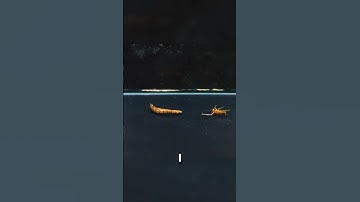 I put down to the Insectarium with Insects a Cordyceps Fungus #shorts