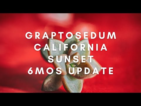 Video: Graptosedum 'California Sunset' – Wat is 'n California Sunset Plant